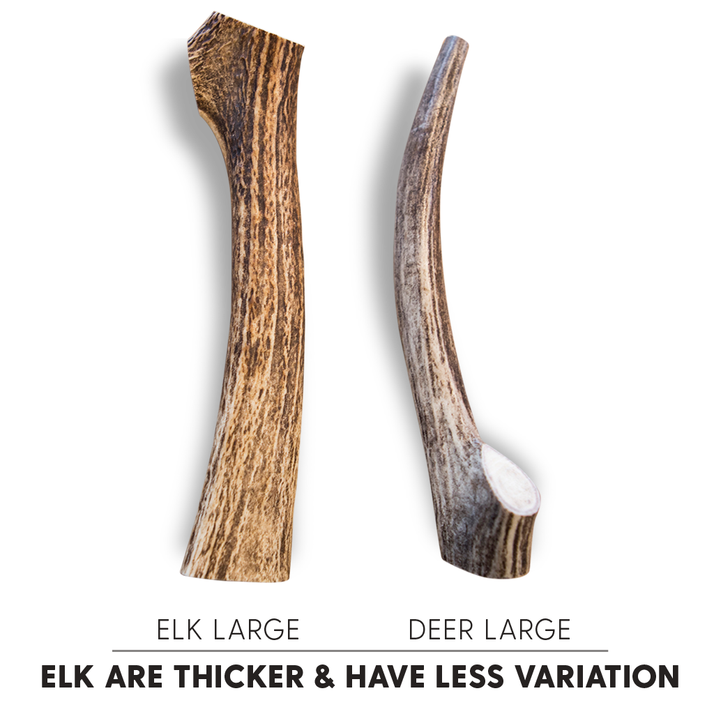Antler Chew Elk - Large