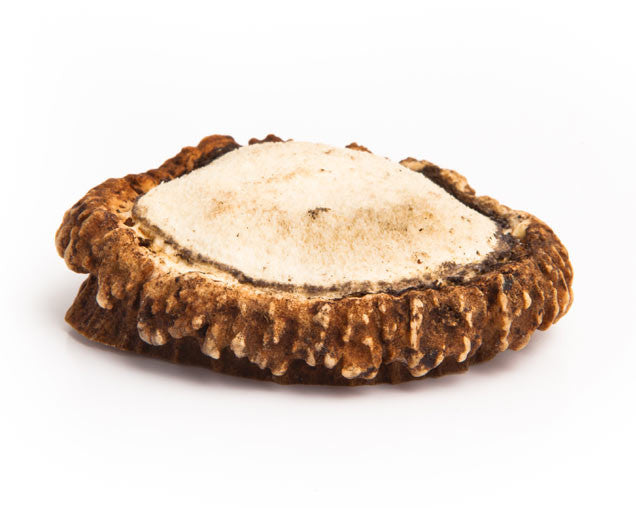 Antler Burr - Medium