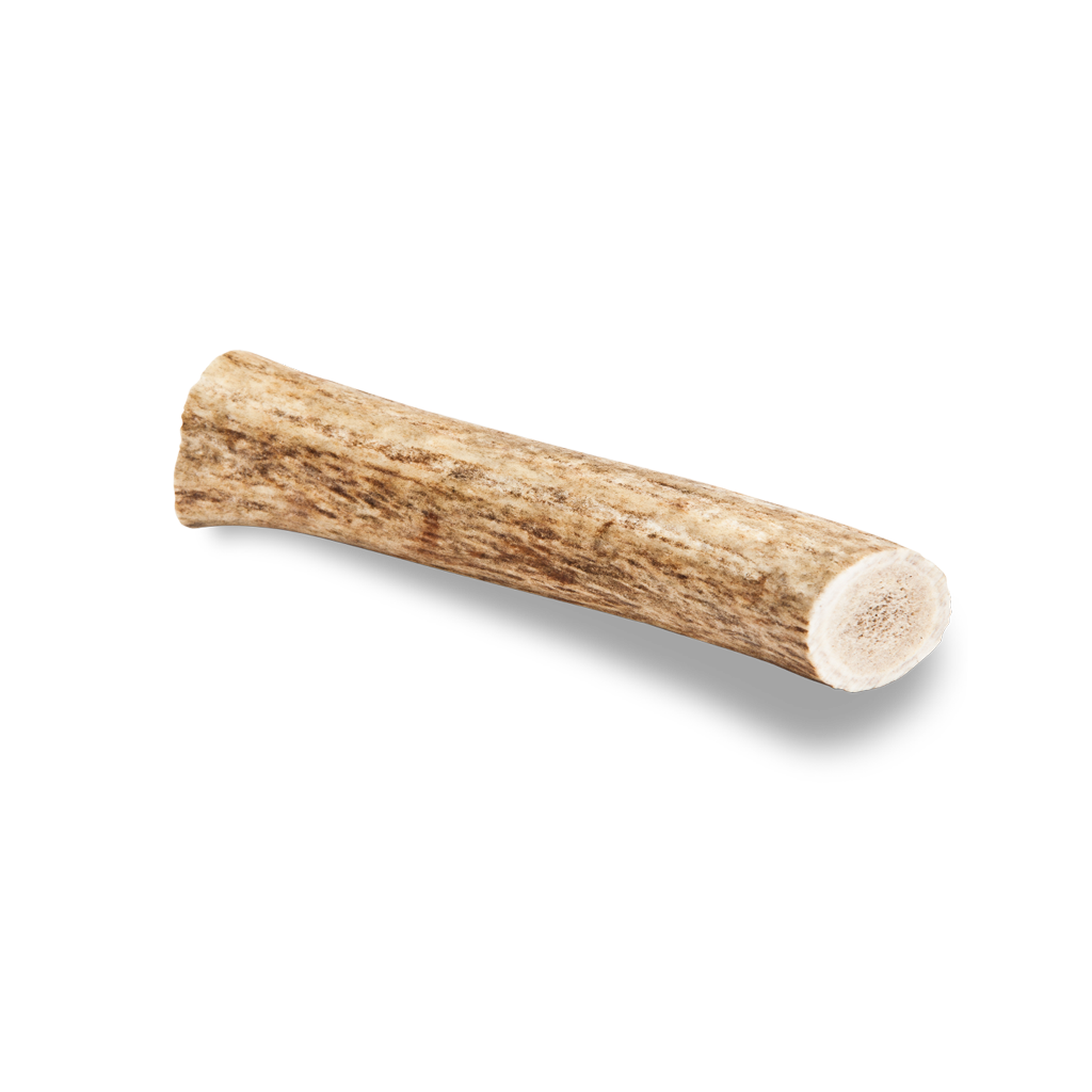 Medium Deer Antler