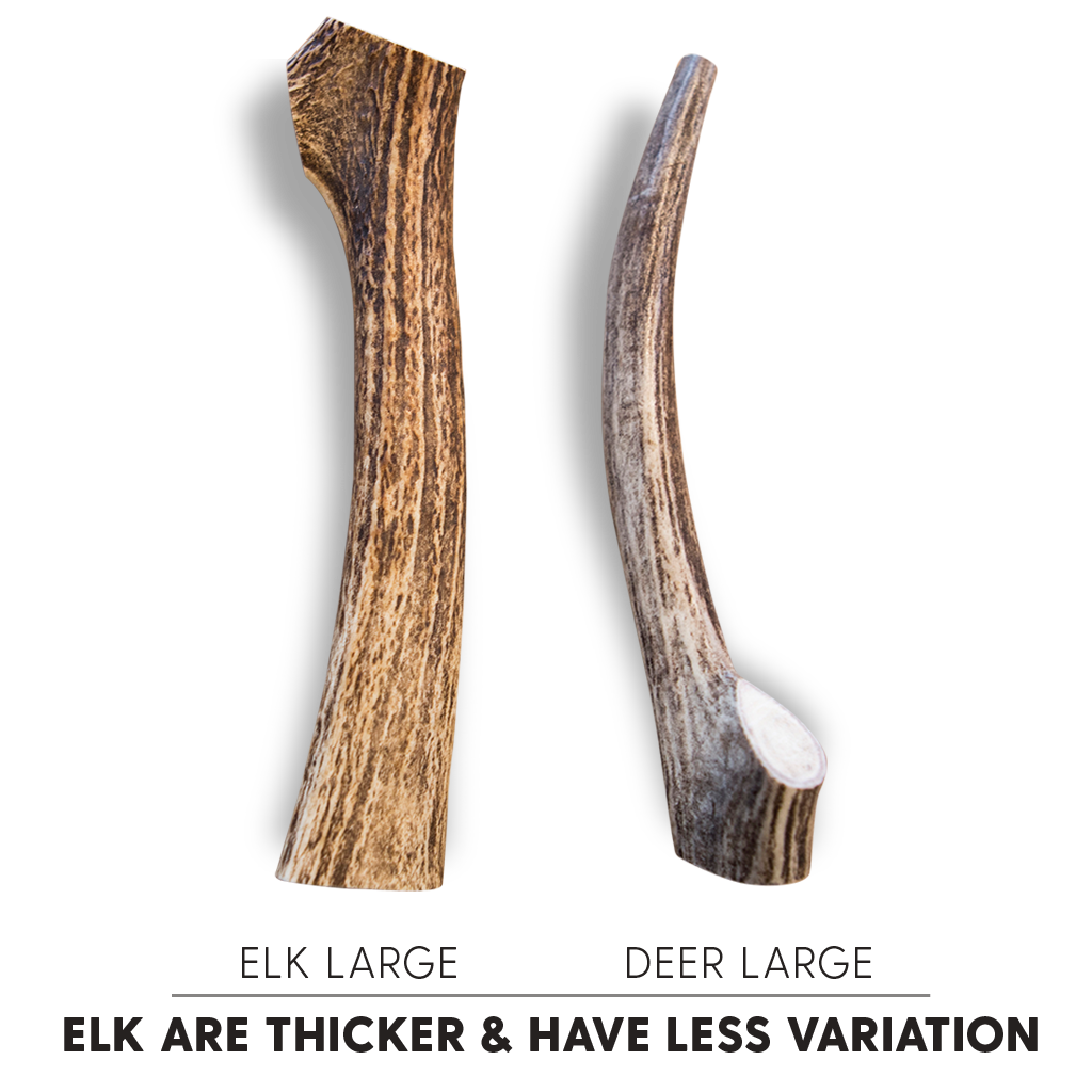 Antler Chew Elk - Huge