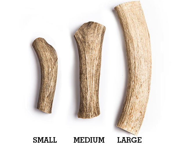 Antler Chew Deer - Large
